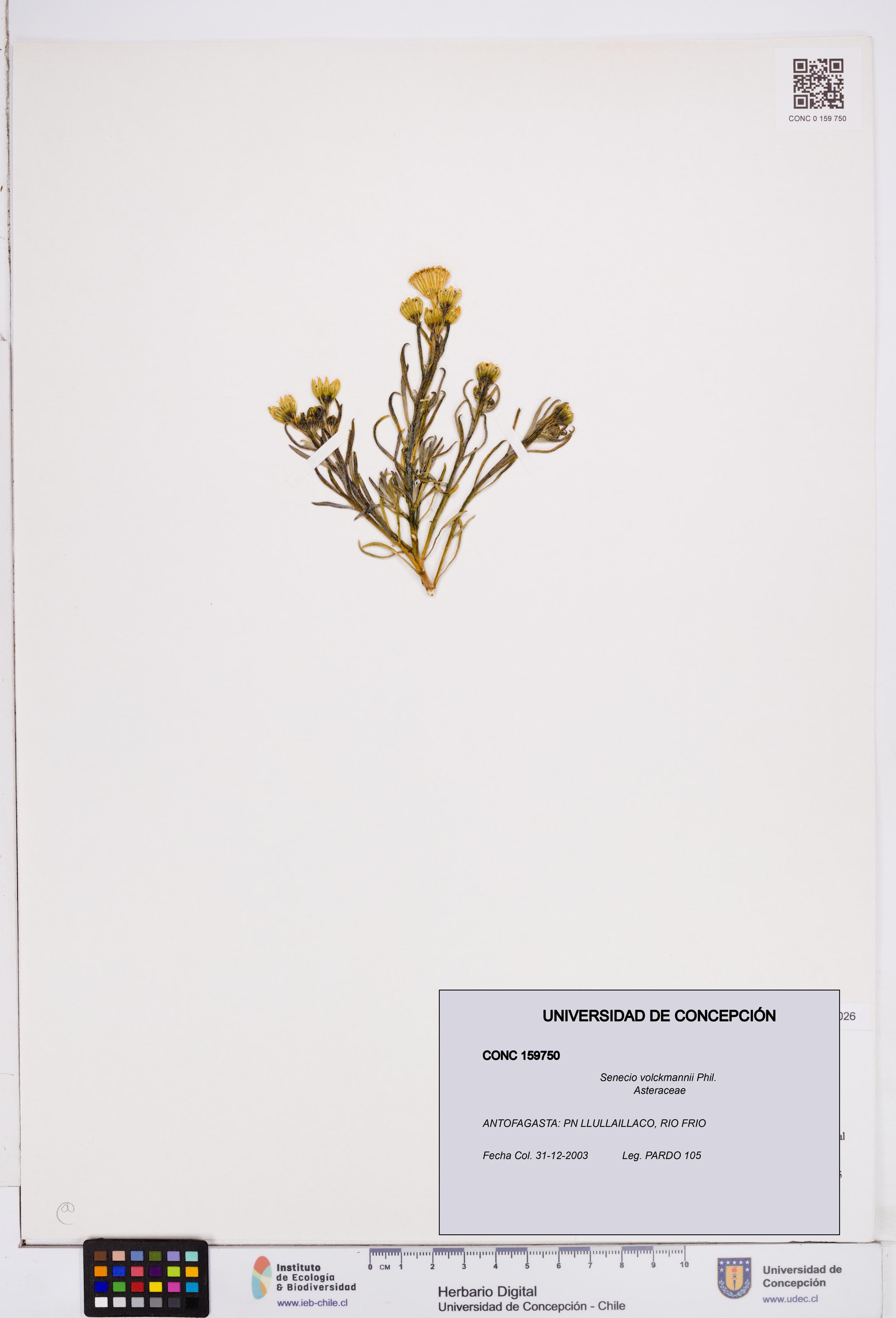 Senecio volckmannii [Espécimen: ]