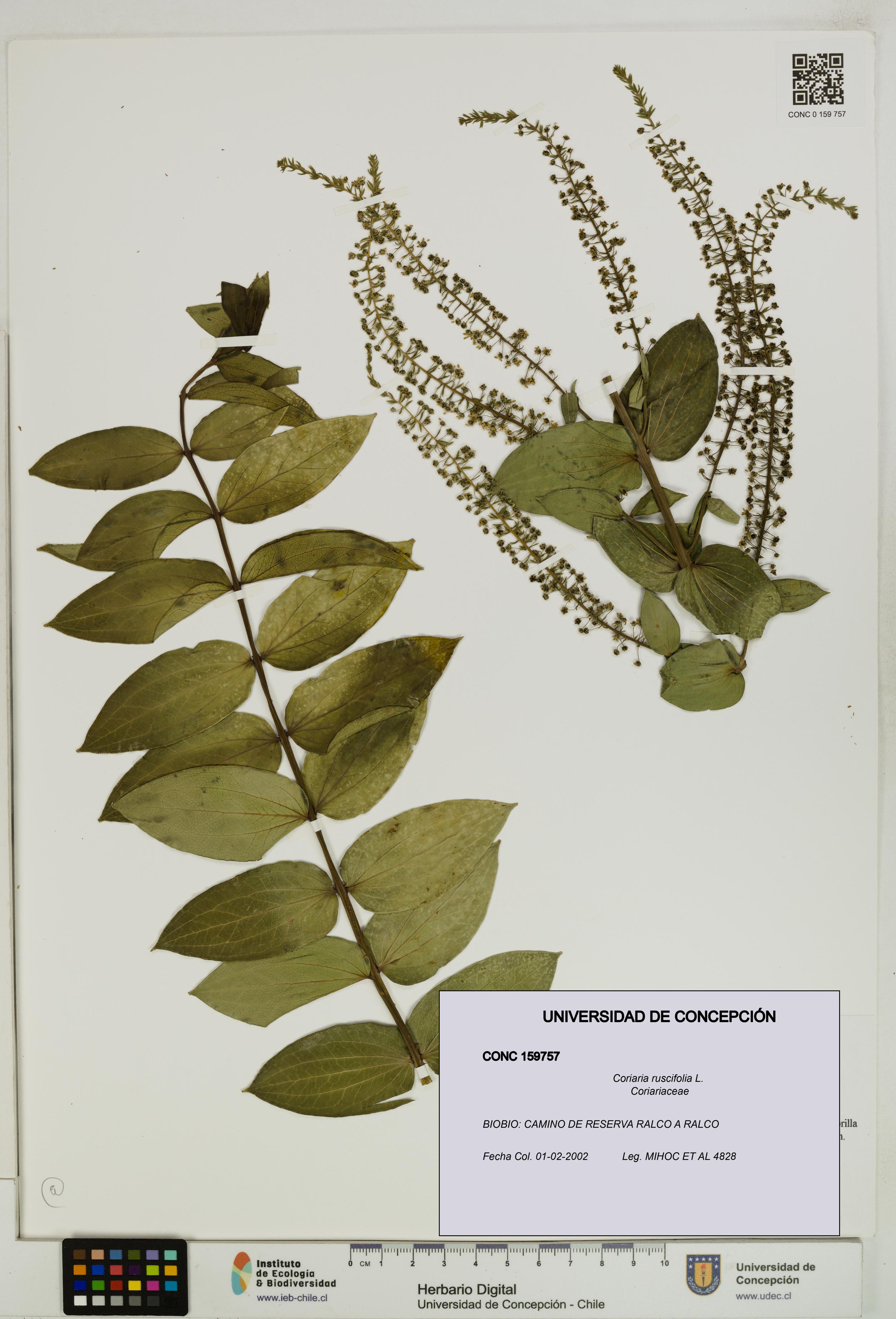 Coriaria ruscifolia [Espécimen: ]