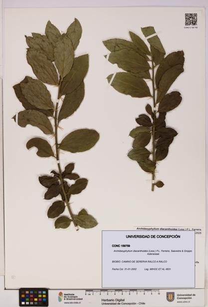 Archidasyphyllum diacanthoides [Espécimen: UDEC:CONC:0159759]