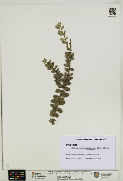 Maytenus chubutensis [Espécimen: UDEC:CONC:0159761]
