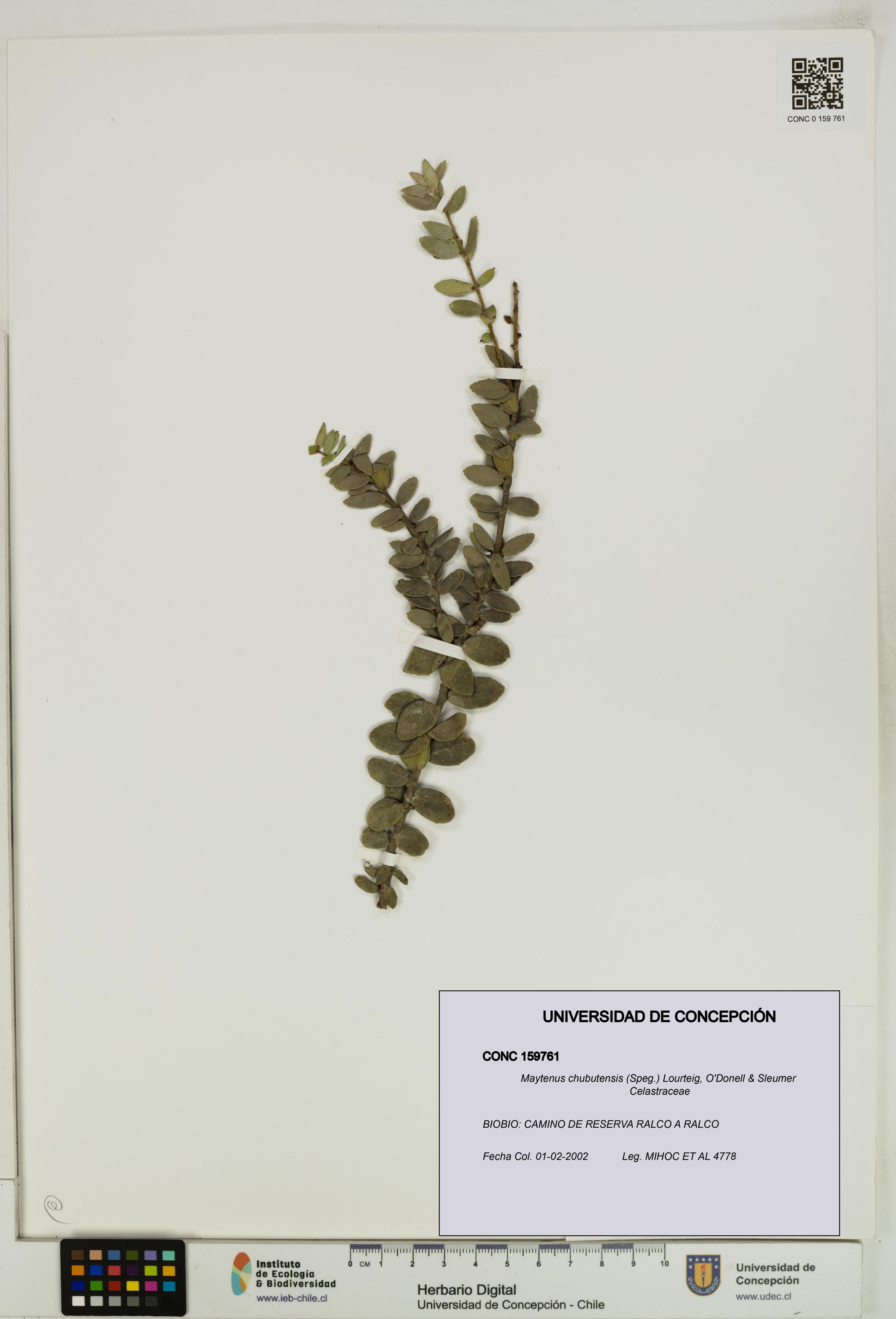 Maytenus chubutensis [Espécimen: UDEC:CONC:0159761]
