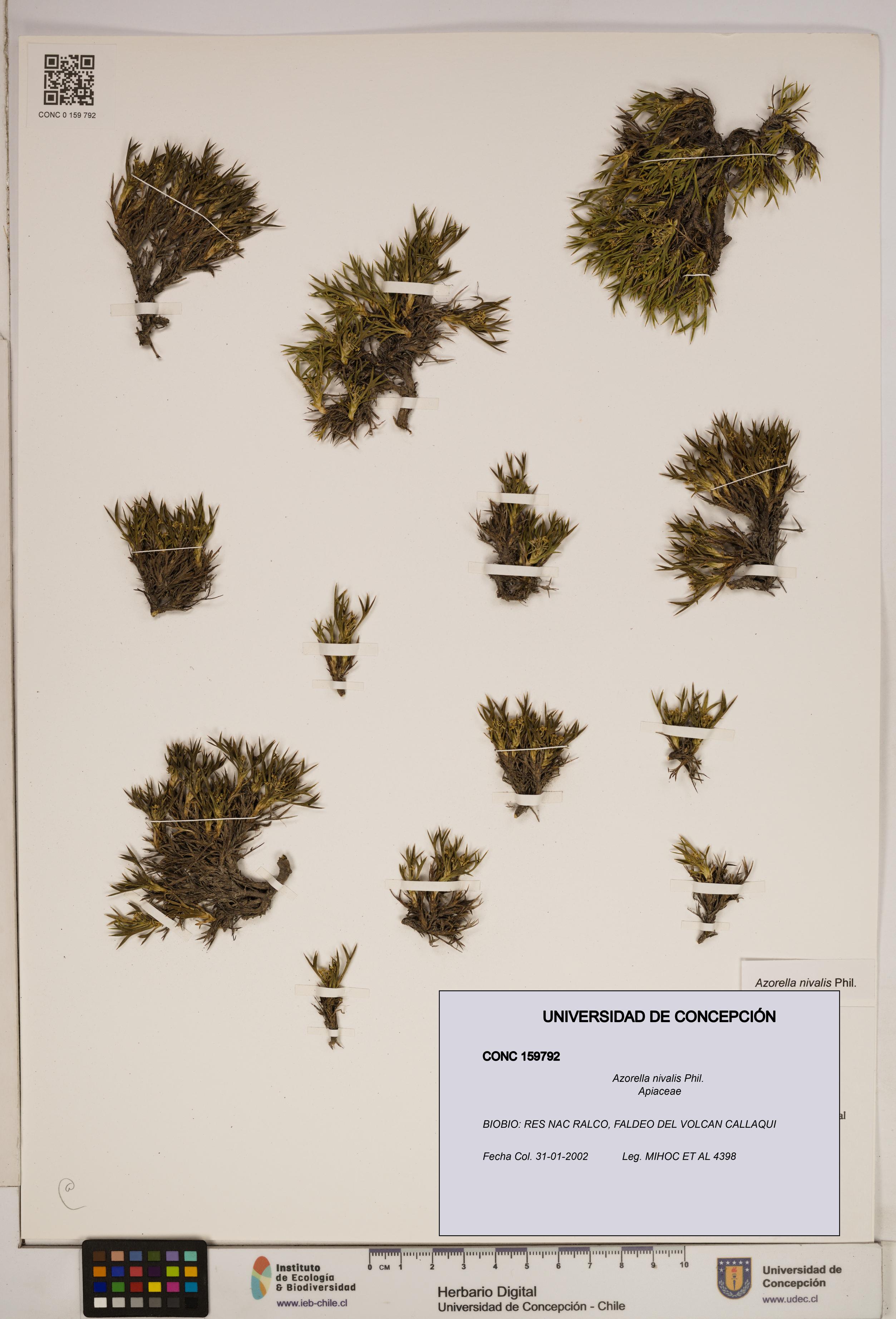 Azorella nivalis [Espécimen: ]