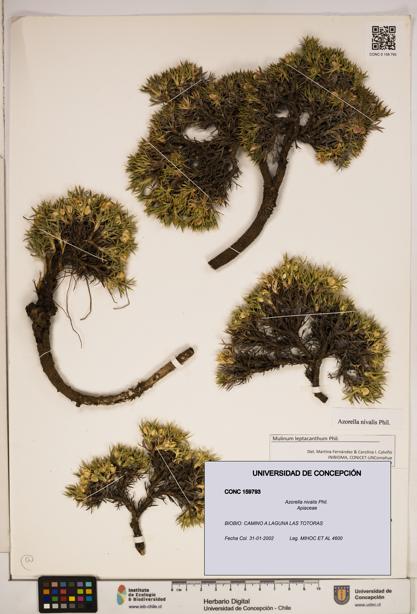 Azorella nivalis [Espécimen: ]