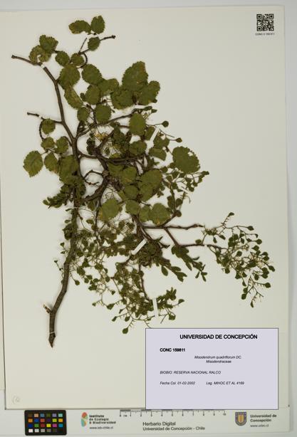 Misodendrum quadriflorum [Espécimen: UDEC:CONC:0159811]