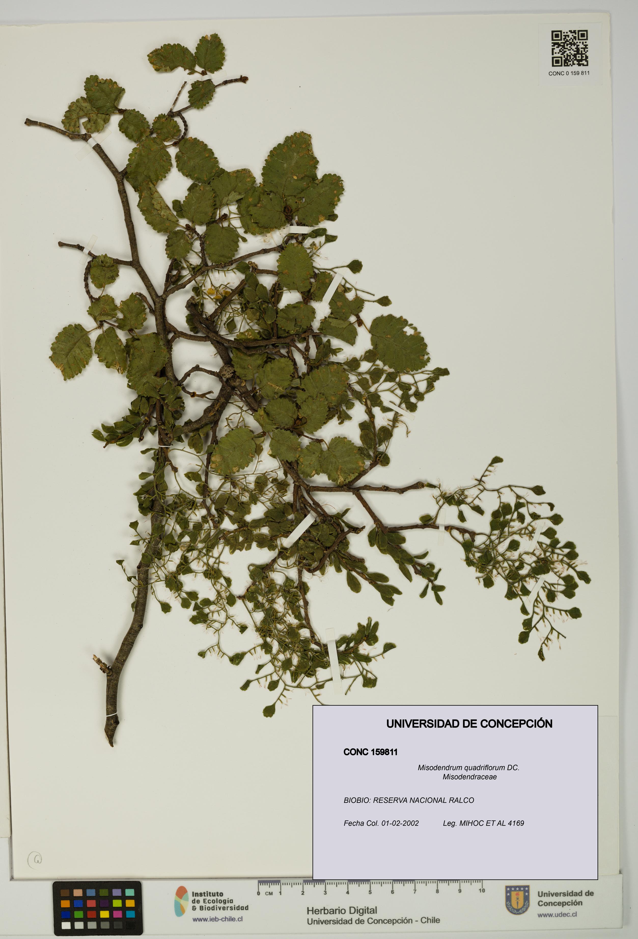 Misodendrum quadriflorum [Espécimen: UDEC:CONC:0159811]