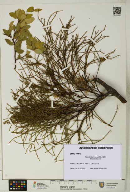 Misodendrum punctulatum [Espécimen: UDEC:CONC:0159812]