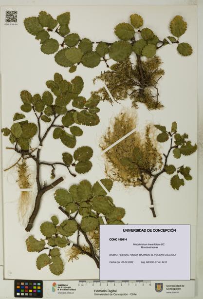 Misodendrum linearifolium [Espécimen: UDEC:CONC:0159814]