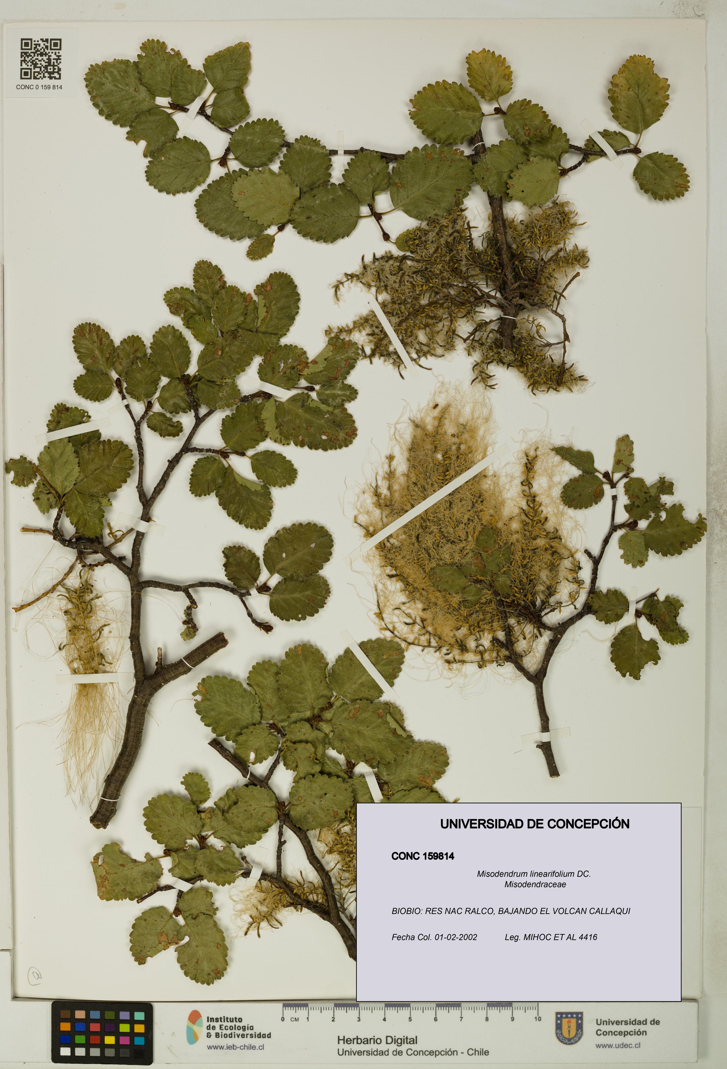 Misodendrum linearifolium [Espécimen: UDEC:CONC:0159814]