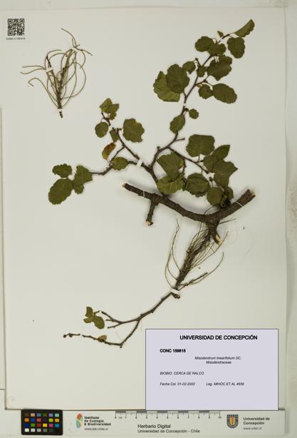 Misodendrum linearifolium [Espécimen: UDEC:CONC:0159815]