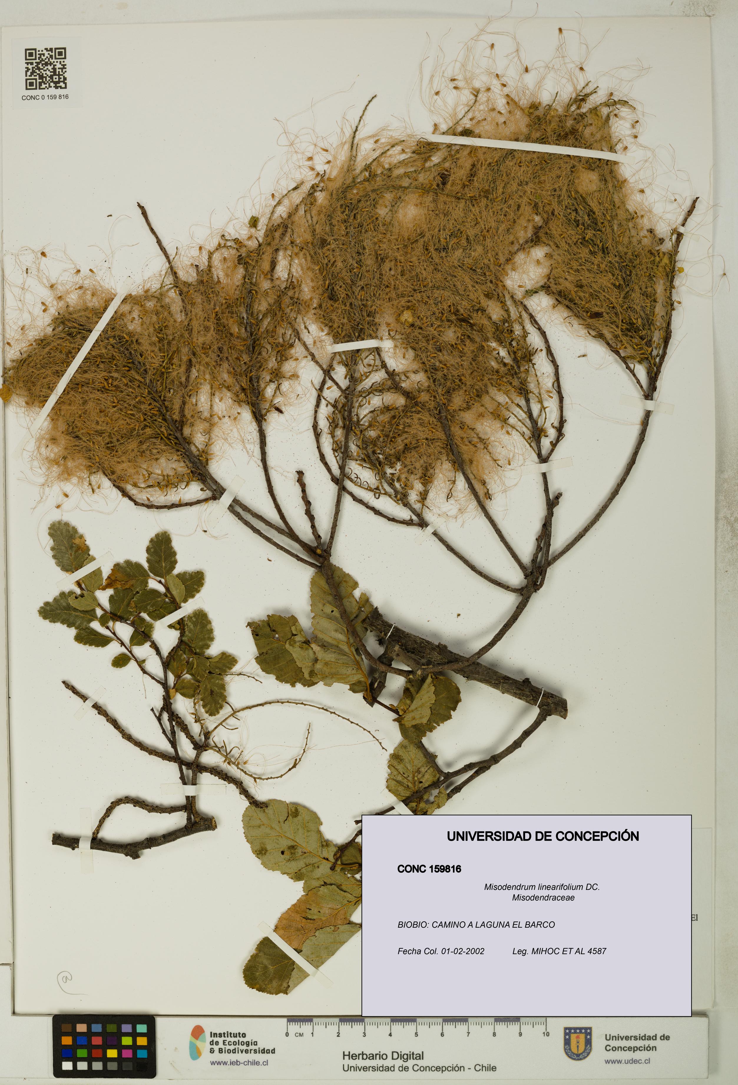 Misodendrum linearifolium [Espécimen: UDEC:CONC:0159816]