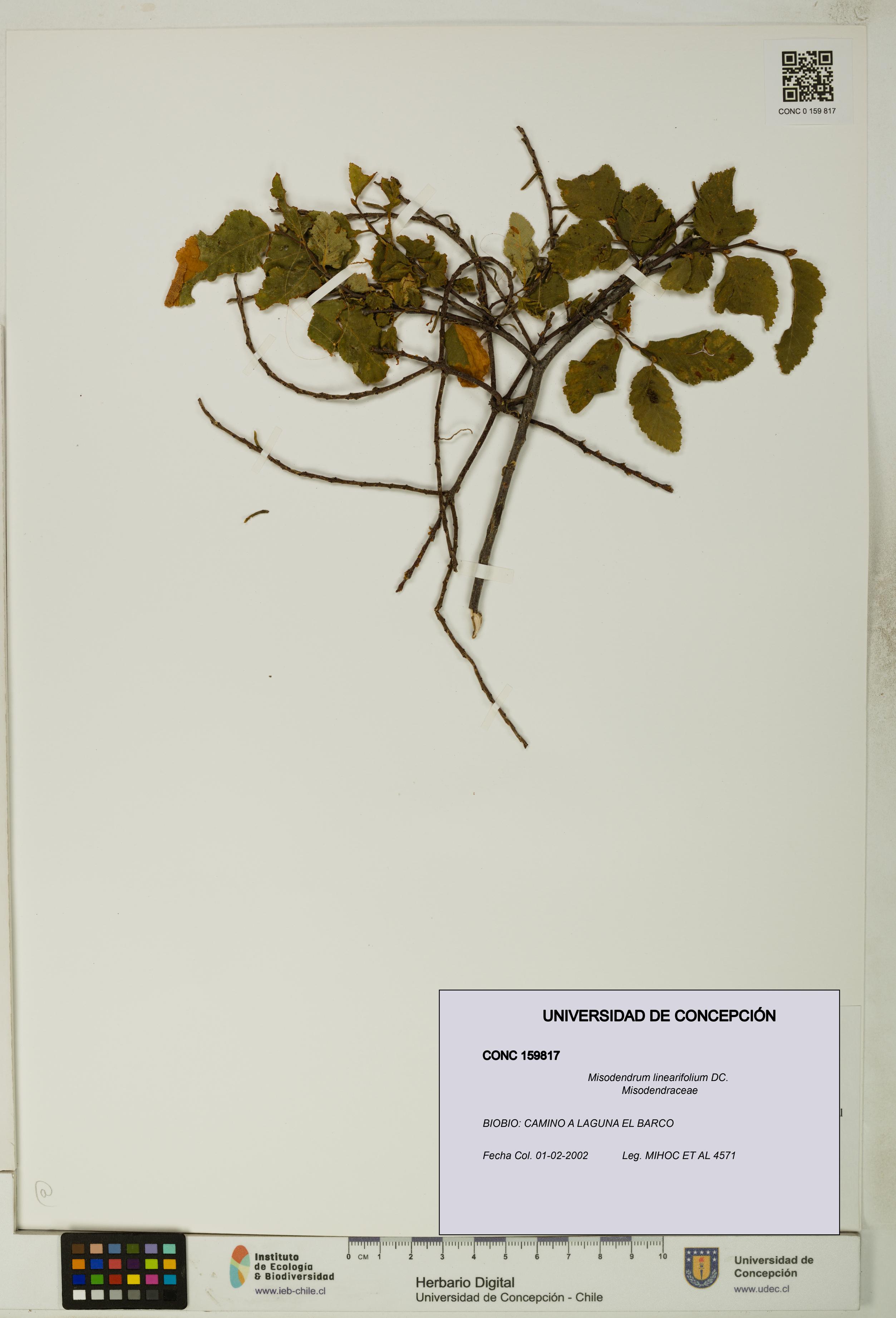 Misodendrum linearifolium [Espécimen: UDEC:CONC:0159817]