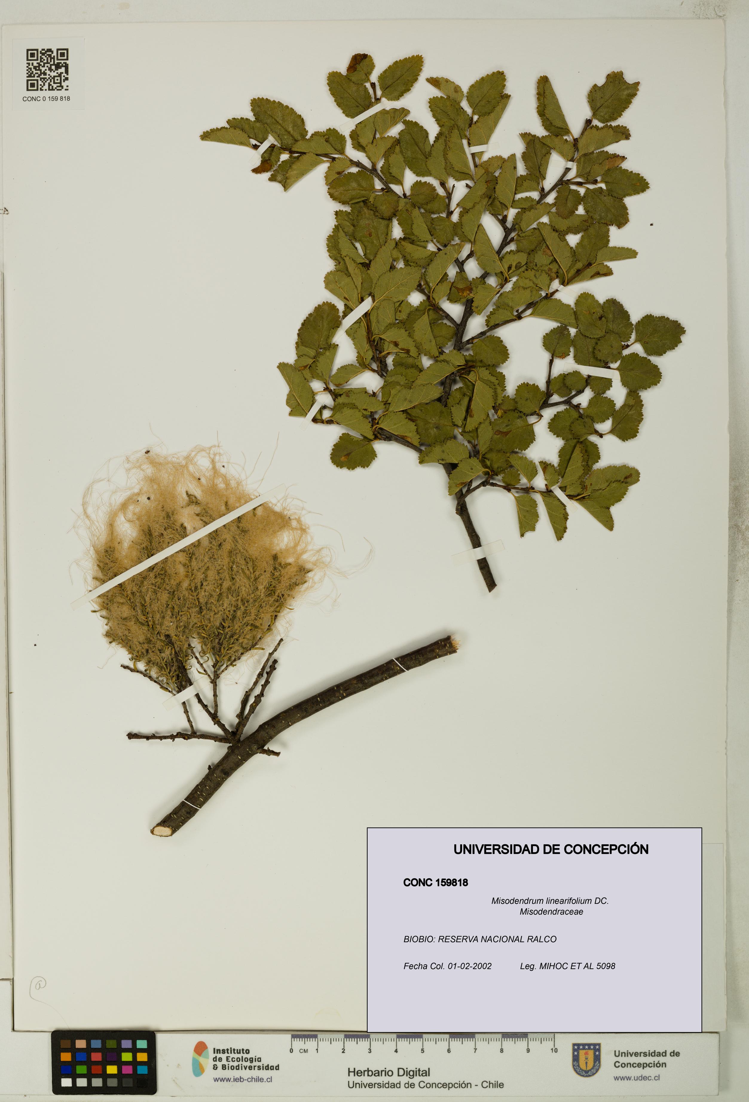 Misodendrum linearifolium [Espécimen: UDEC:CONC:0159818]