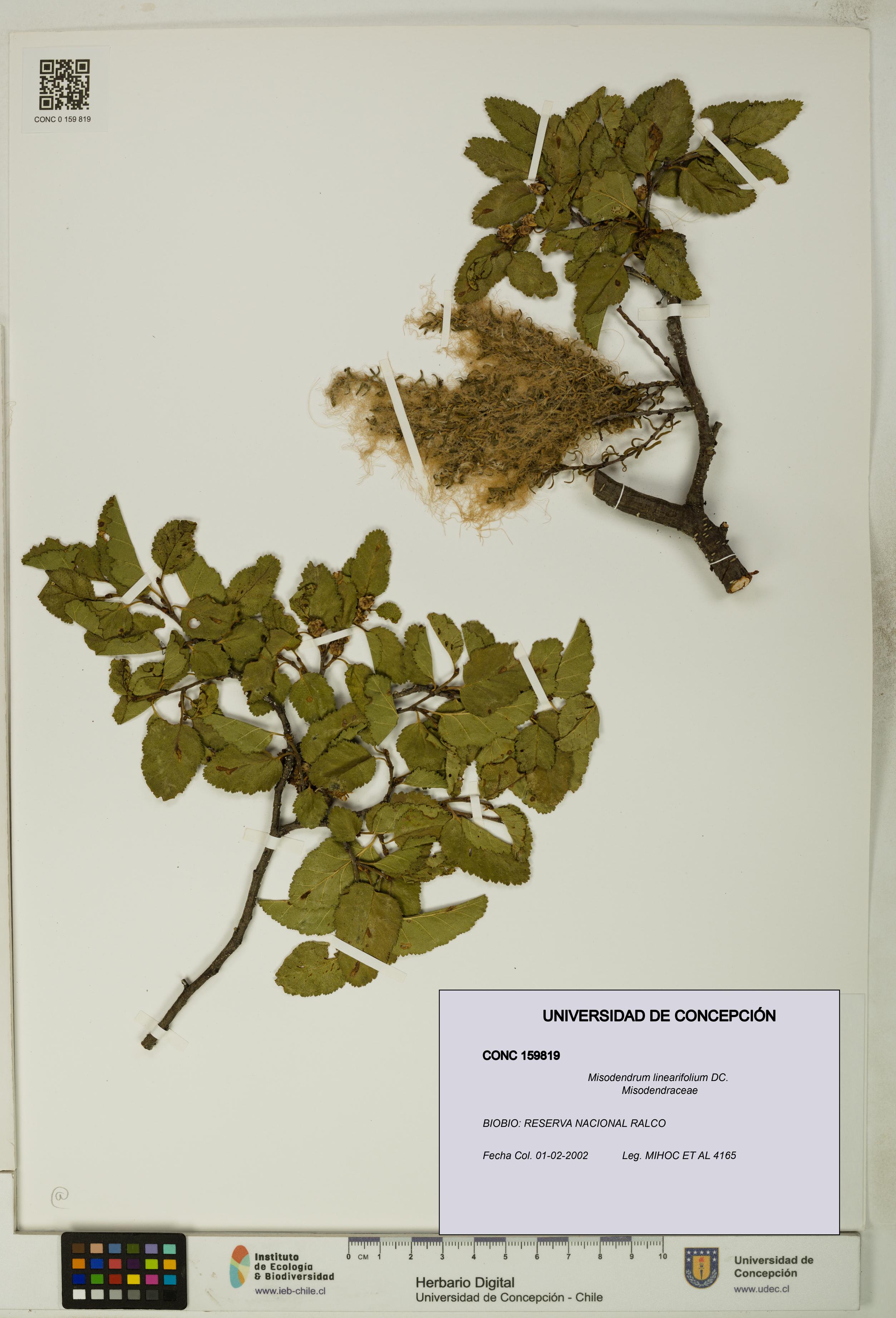 Misodendrum linearifolium [Espécimen: UDEC:CONC:0159819]