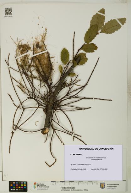 Misodendrum linearifolium [Espécimen: UDEC:CONC:0159820]
