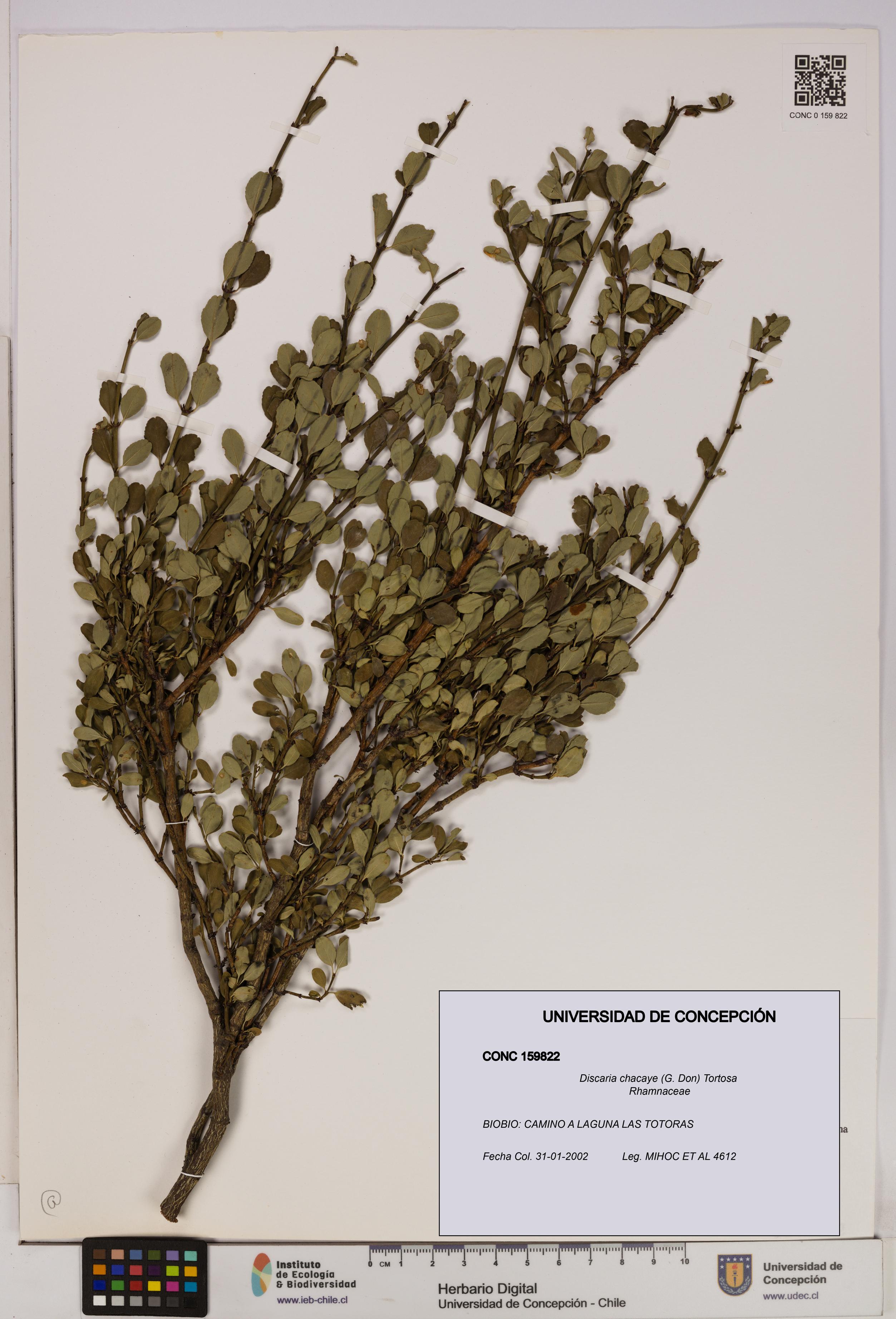 Discaria chacaye [Espécimen: UDEC:CONC:0159822]