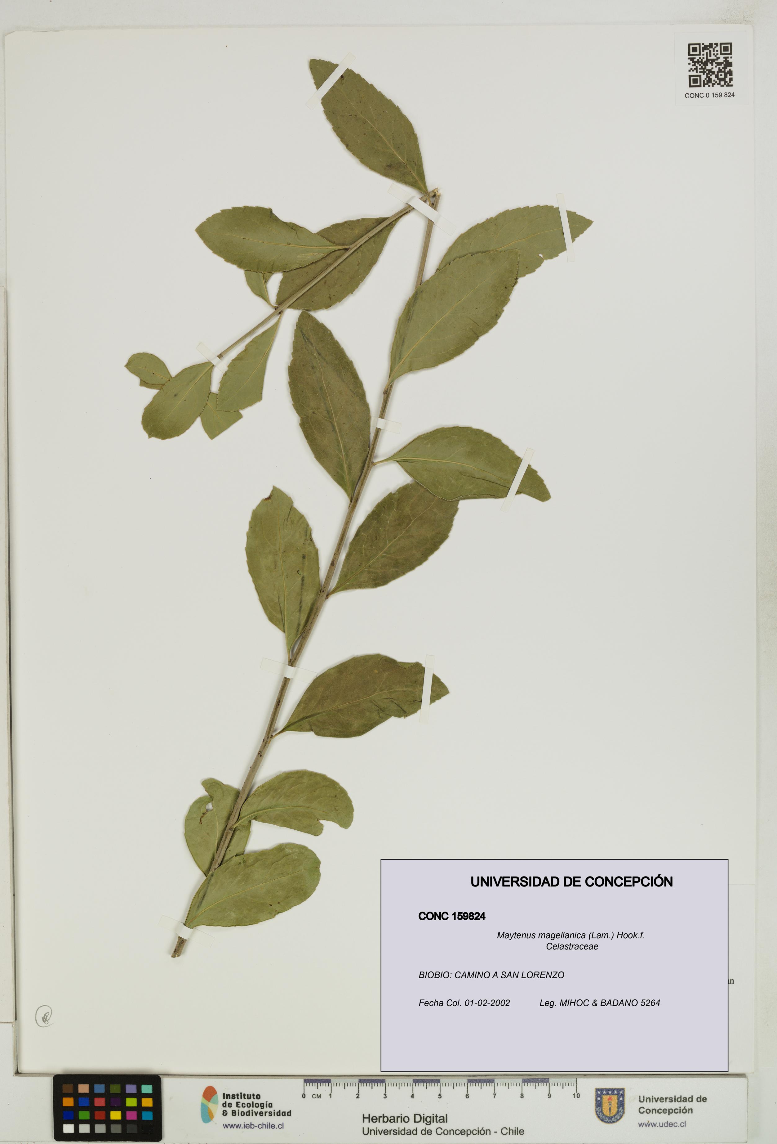 Maytenus magellanica [Espécimen: UDEC:CONC:0159824]