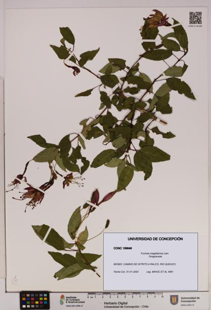 Fuchsia magellanica [Espécimen: UDEC:CONC:0159846]