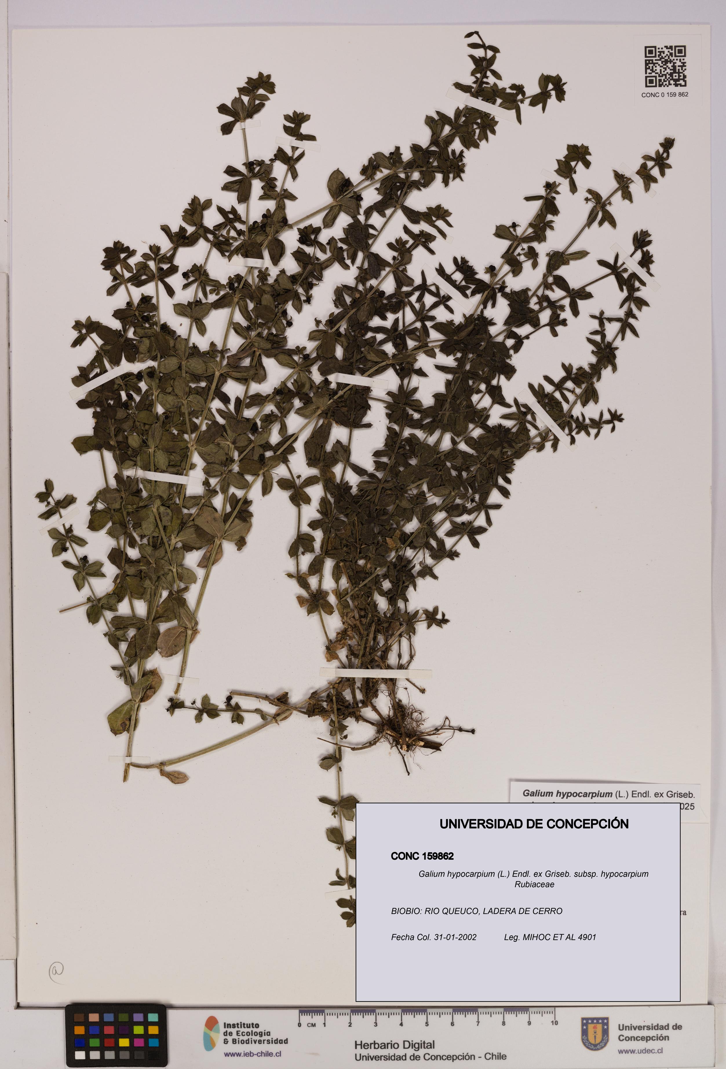 Galium hypocarpium subsp. hypocarpium [Espécimen: UDEC:CONC:0159862]