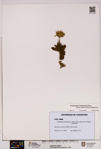 Haplopappus diplopappus subsp. villosus [Espécimen: UDEC:CONC:0159886]