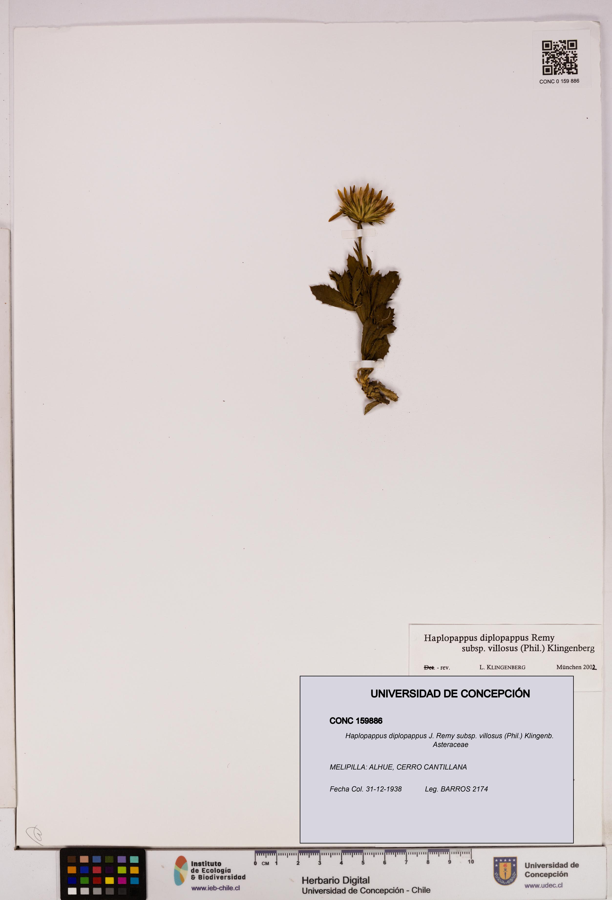 Haplopappus diplopappus subsp. villosus [Espécimen: UDEC:CONC:0159886]