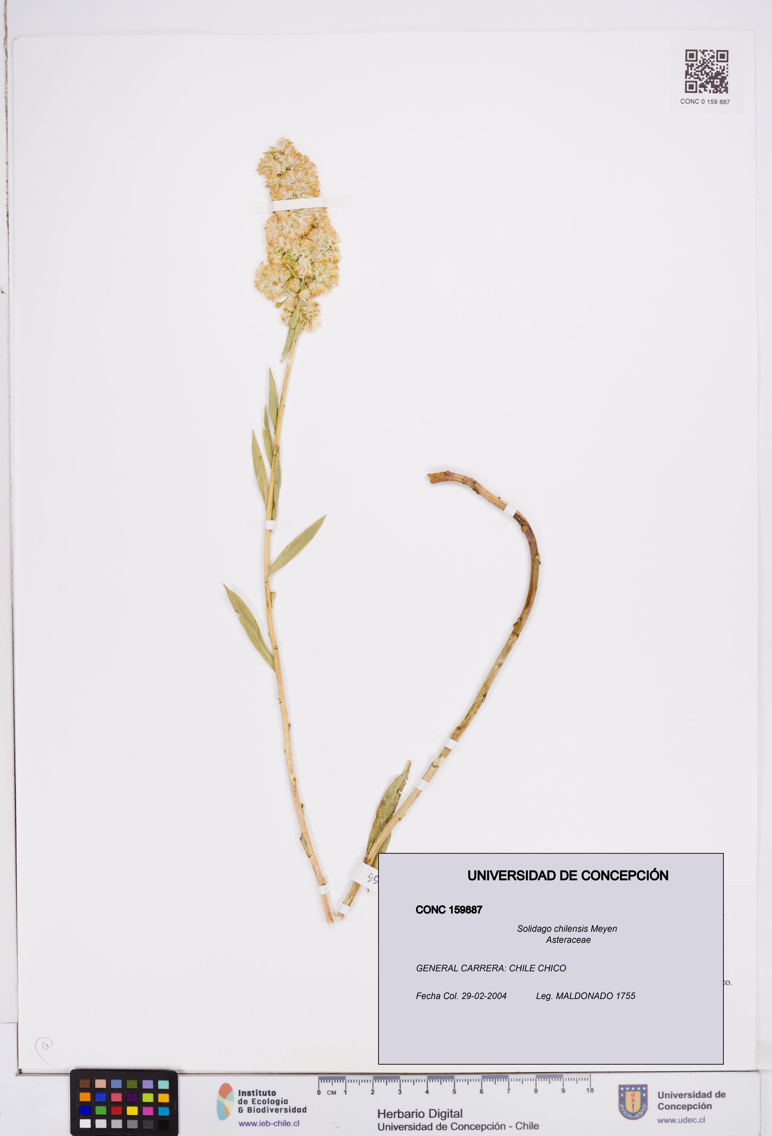 Solidago chilensis [Espécimen: ]