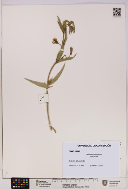 Oenothera picensis [Espécimen: UDEC:CONC:0159890]