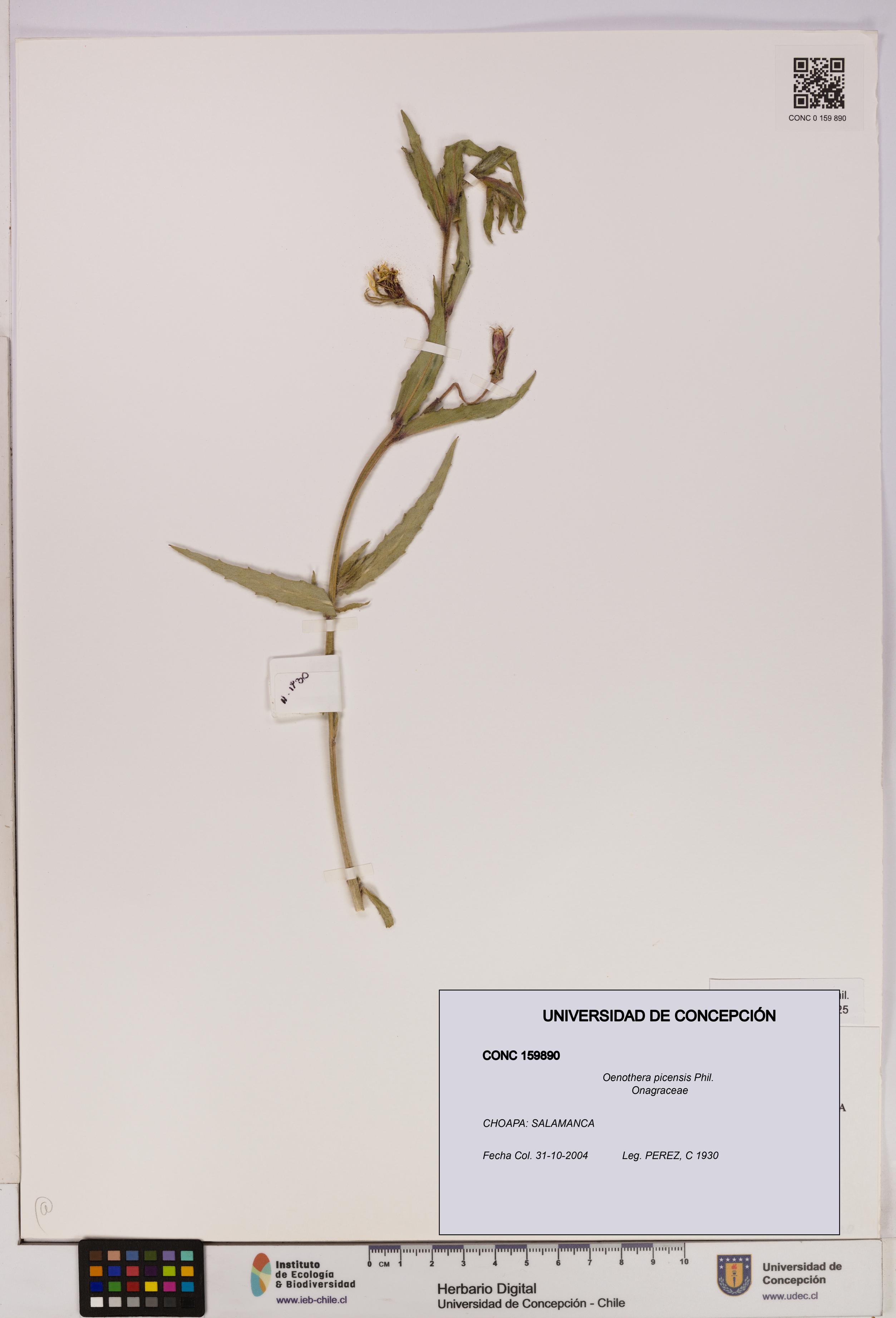 Oenothera picensis [Espécimen: UDEC:CONC:0159890]