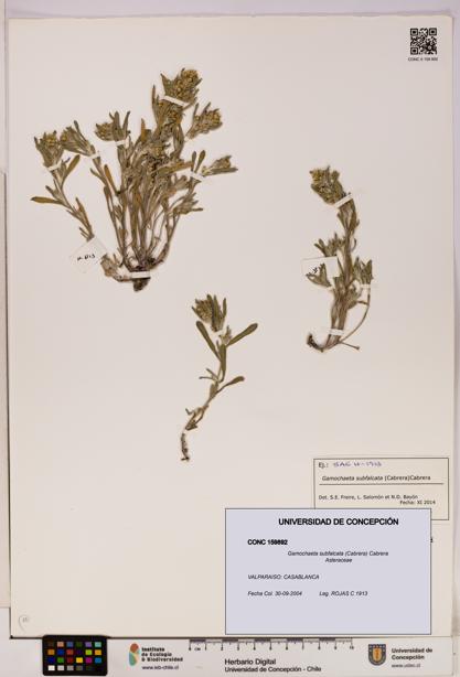 Gamochaeta subfalcata [Espécimen: UDEC:CONC:0159892]
