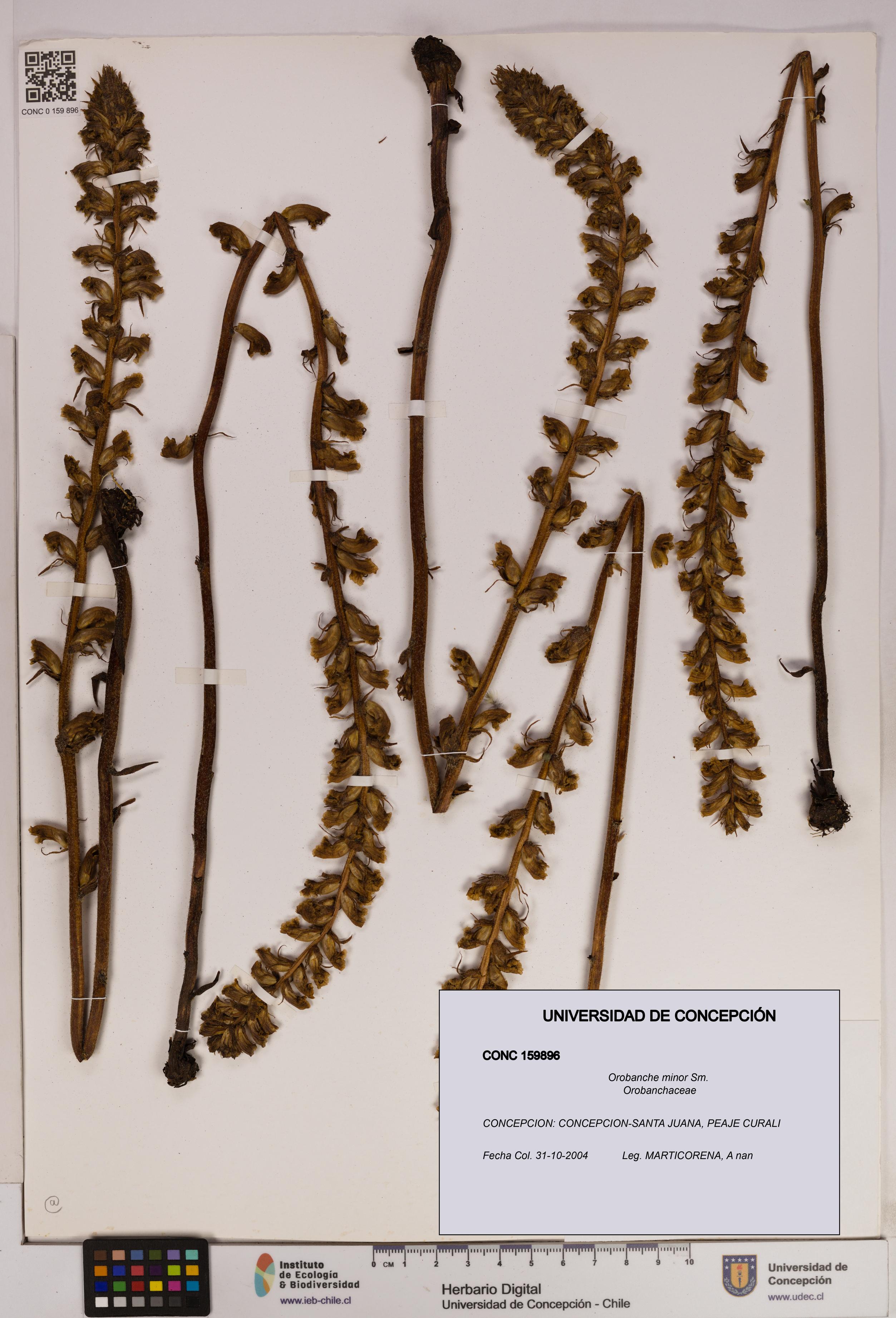Orobanche minor [Espécimen: UDEC:CONC:0159896]