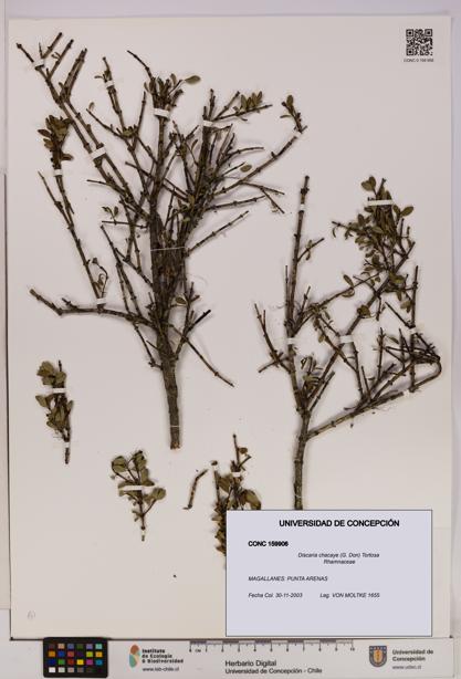 Discaria chacaye [Espécimen: UDEC:CONC:0159906]