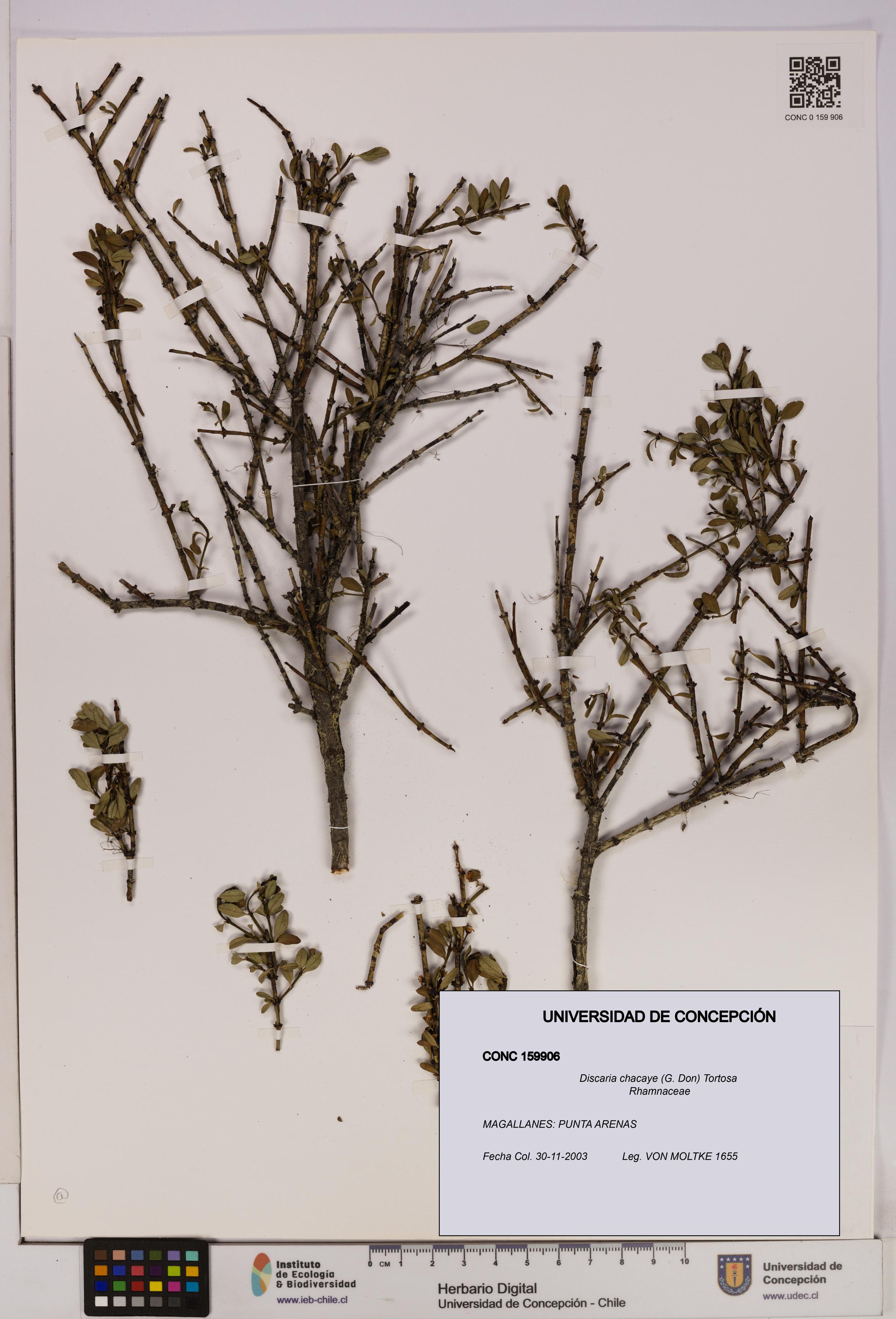 Discaria chacaye [Espécimen: UDEC:CONC:0159906]