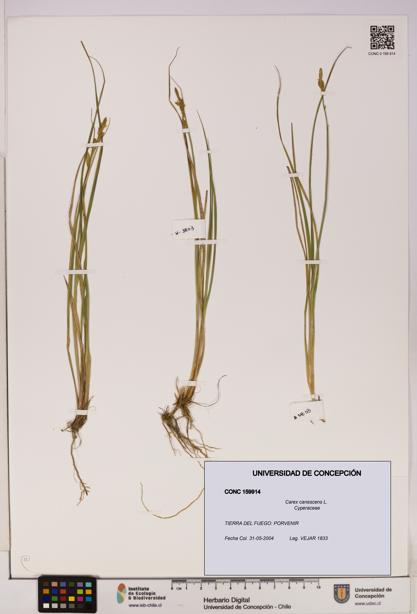Carex canescens [Espécimen: UDEC:CONC:0159914]