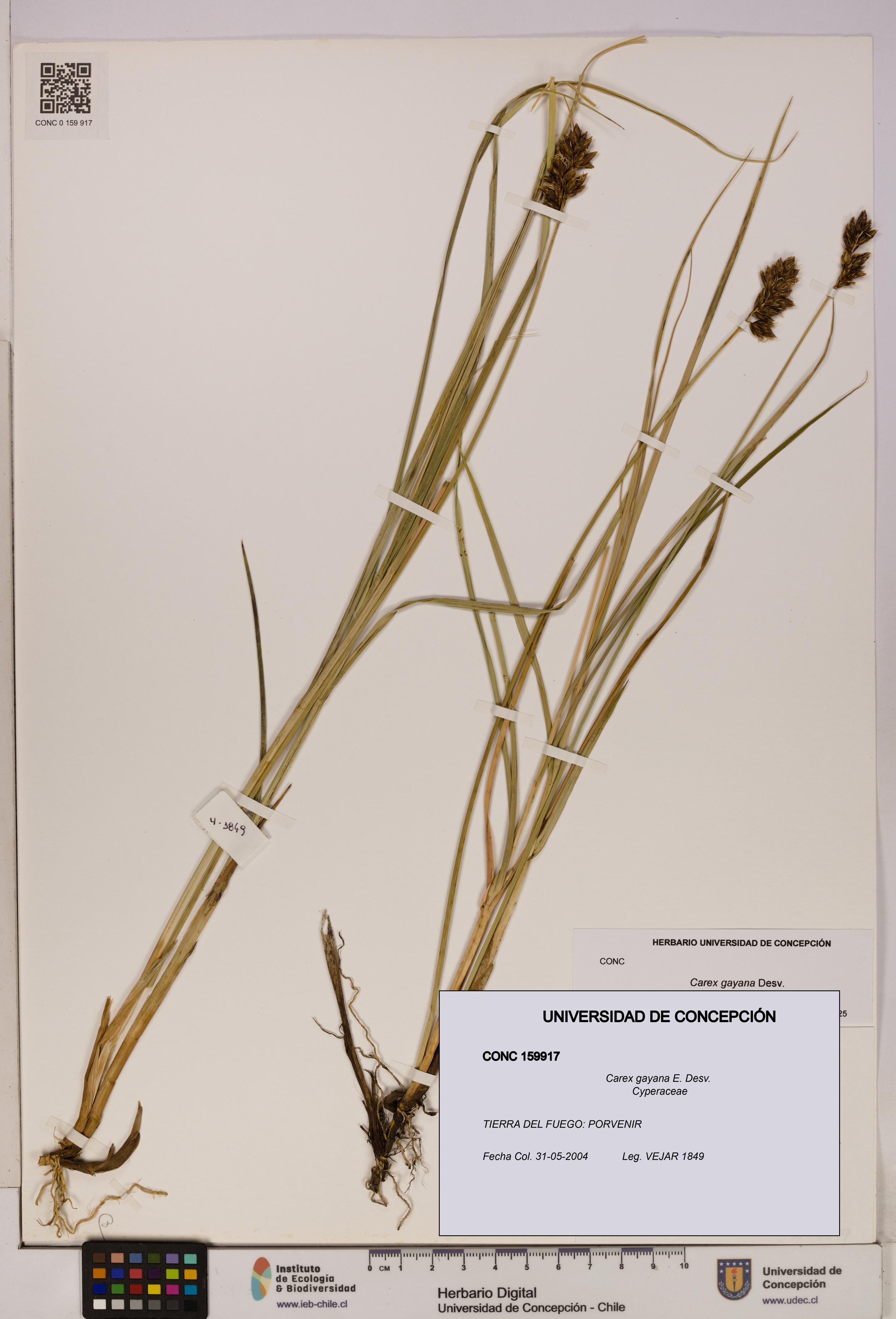 Carex gayana [Espécimen: UDEC:CONC:0159917]