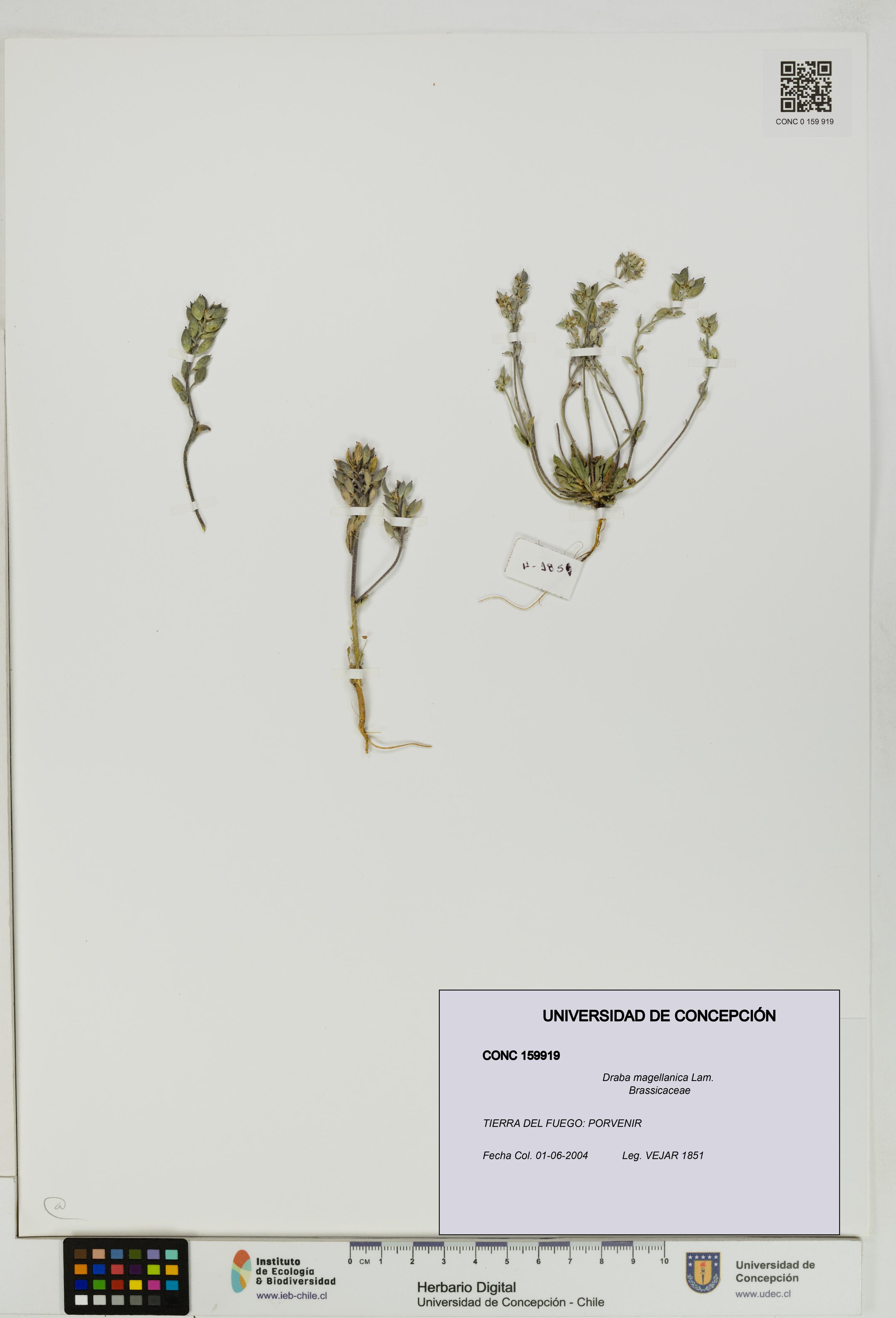 Draba magellanica [Espécimen: UDEC:CONC:0159919]