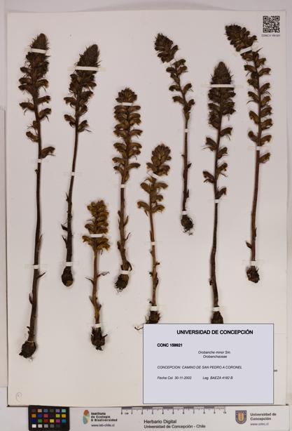 Orobanche minor [Espécimen: UDEC:CONC:0159921]