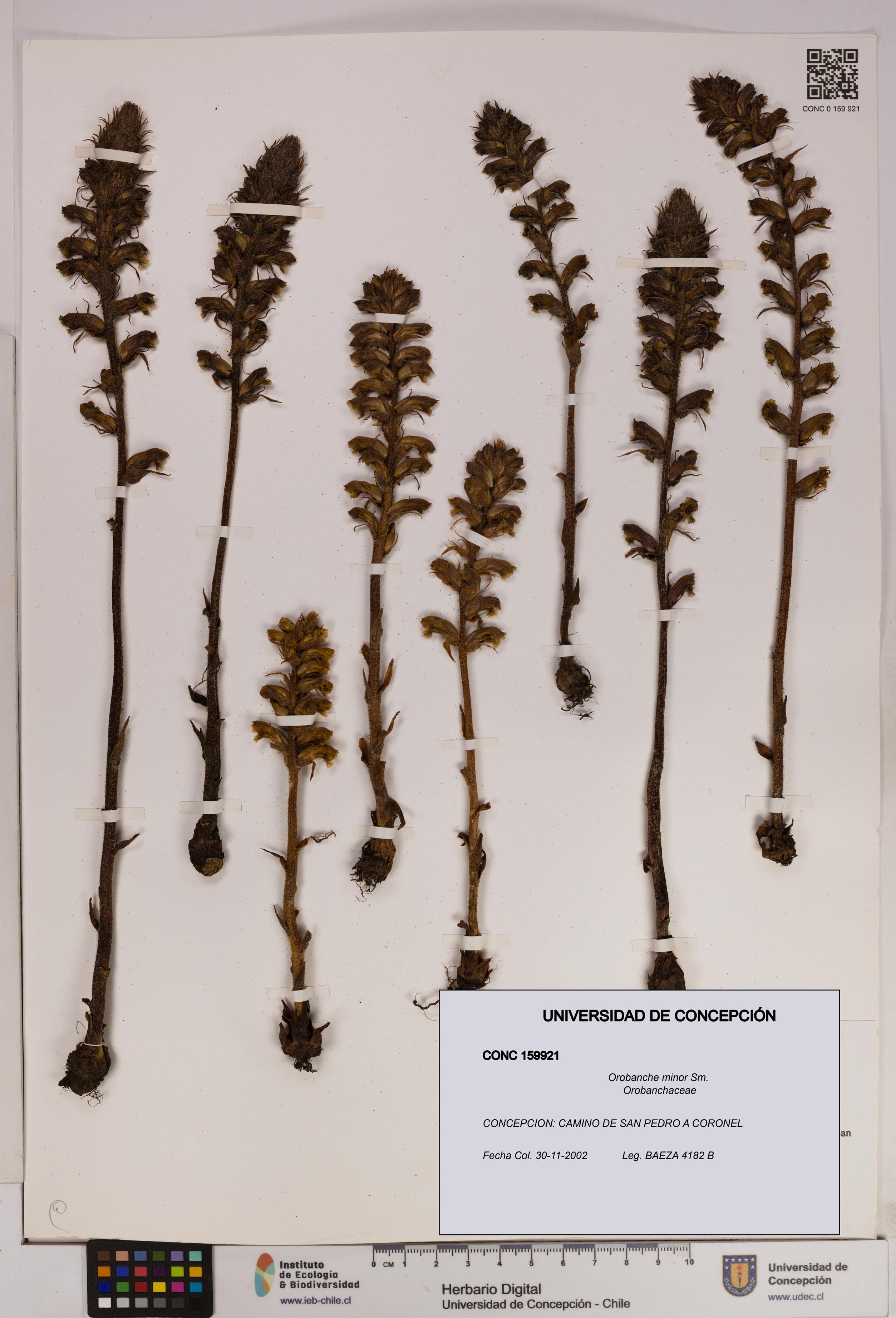 Orobanche minor [Espécimen: UDEC:CONC:0159921]