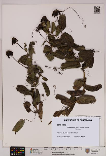 Mutisia spinosa var. spinosa [Espécimen: UDEC:CONC:0159922]