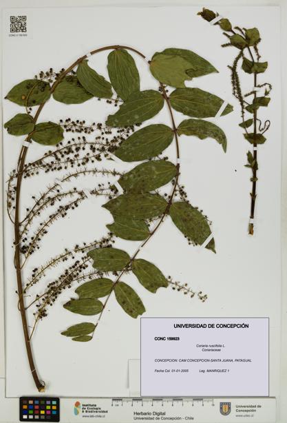 Coriaria ruscifolia [Espécimen: ]