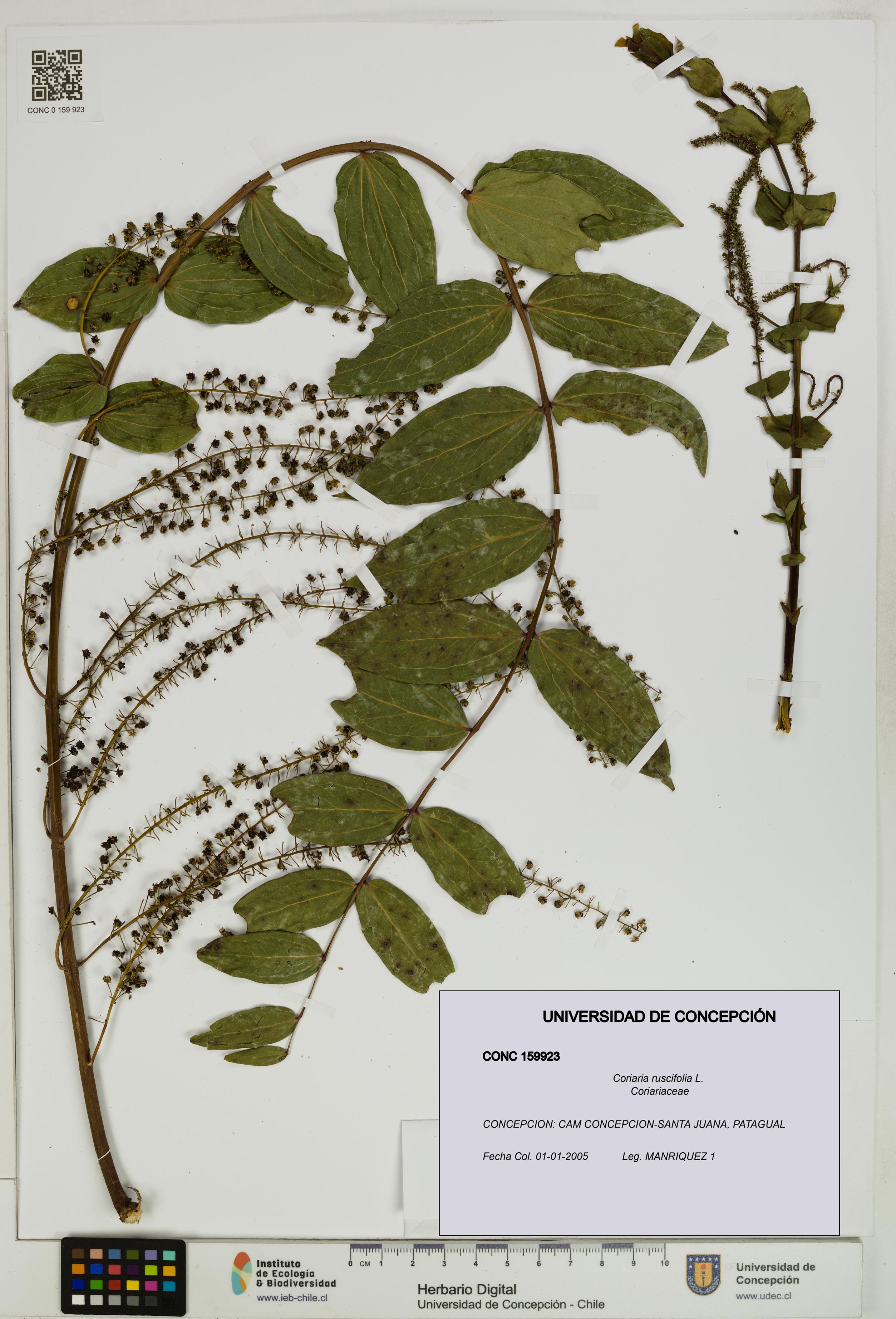 Coriaria ruscifolia [Espécimen: ]