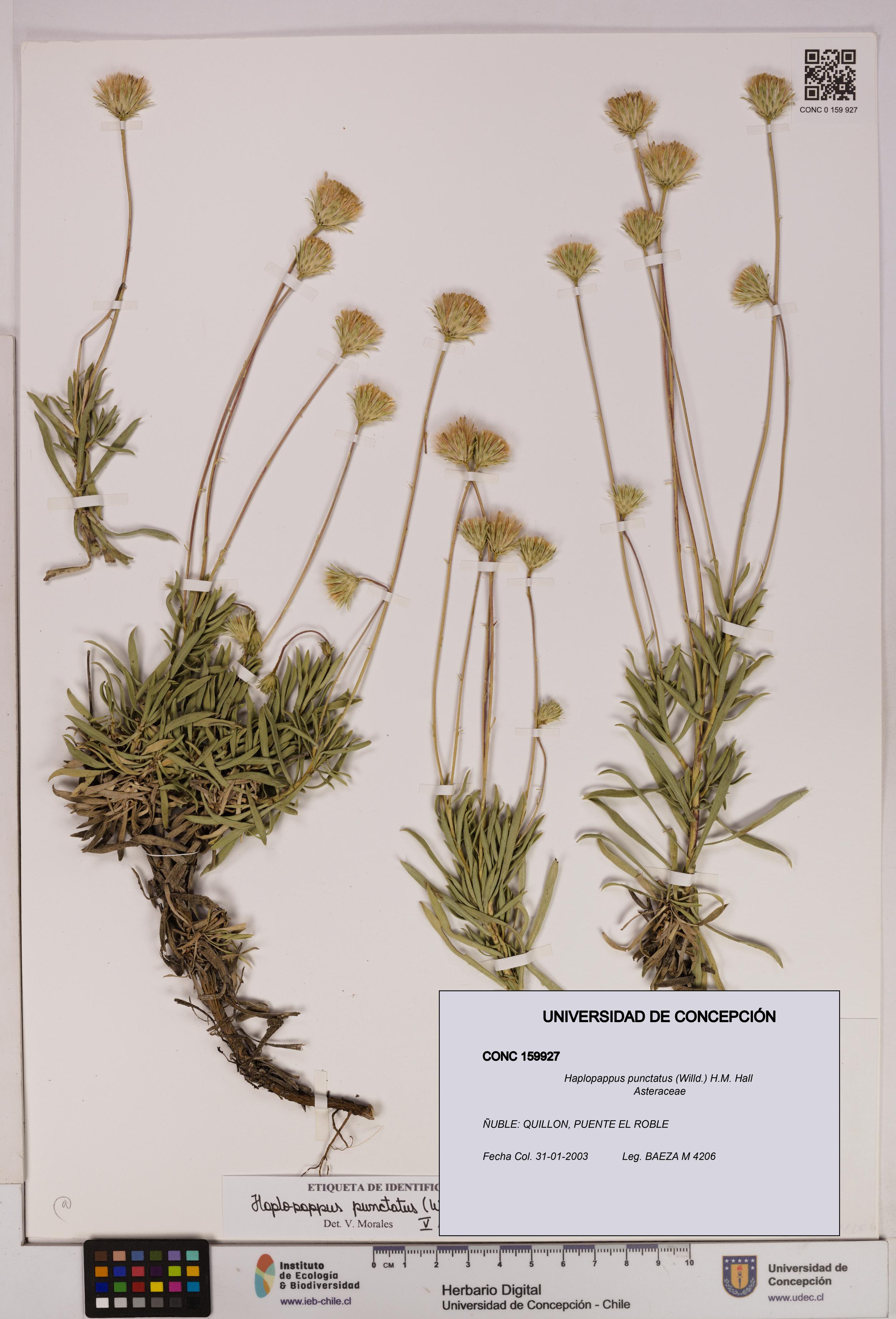 Haplopappus punctatus [Espécimen: UDEC:CONC:0159927]