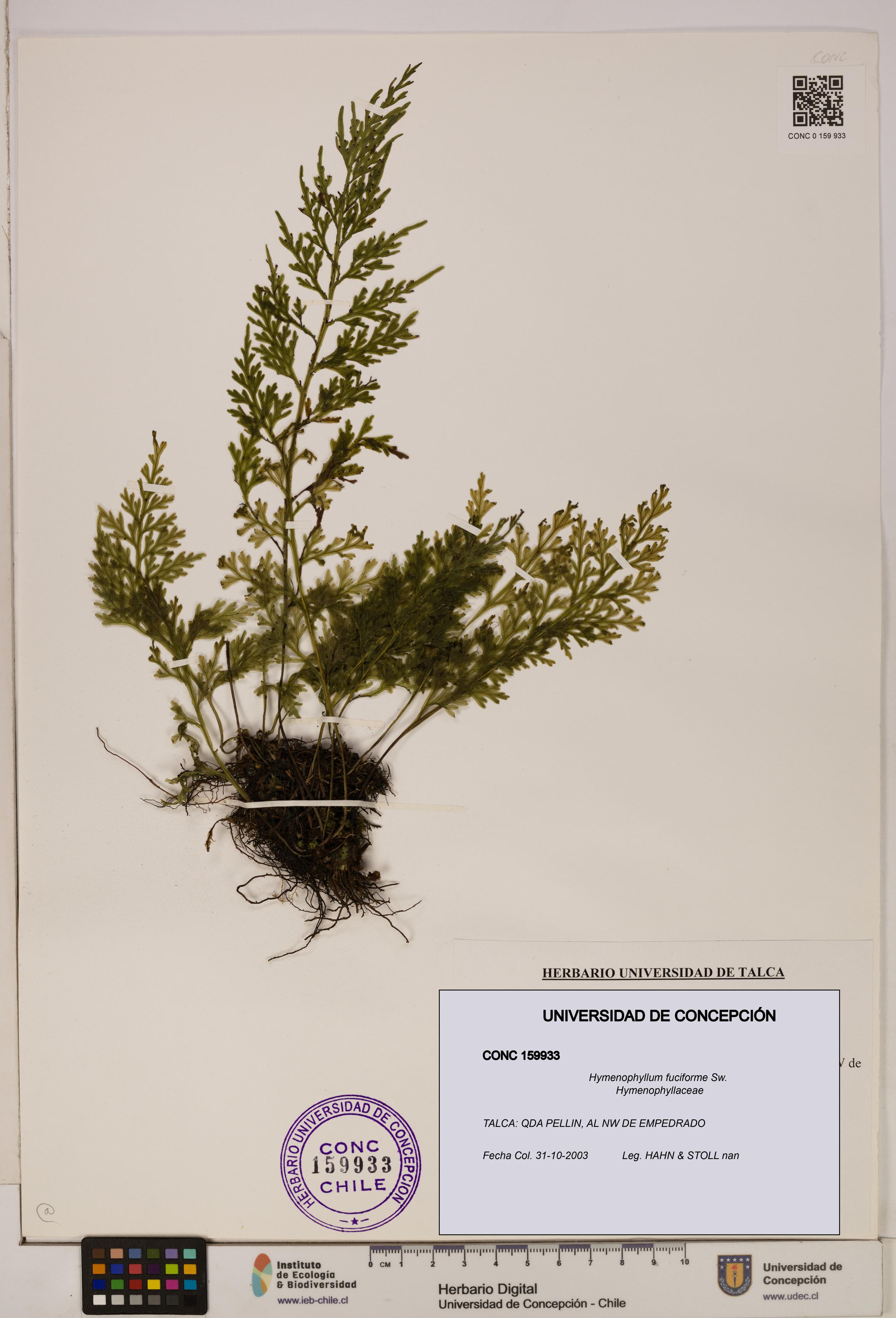 Hymenophyllum fuciforme [Espécimen: UDEC:CONC:0159933]