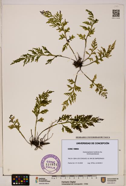 Hymenophyllum fuciforme [Espécimen: UDEC:CONC:0159934]