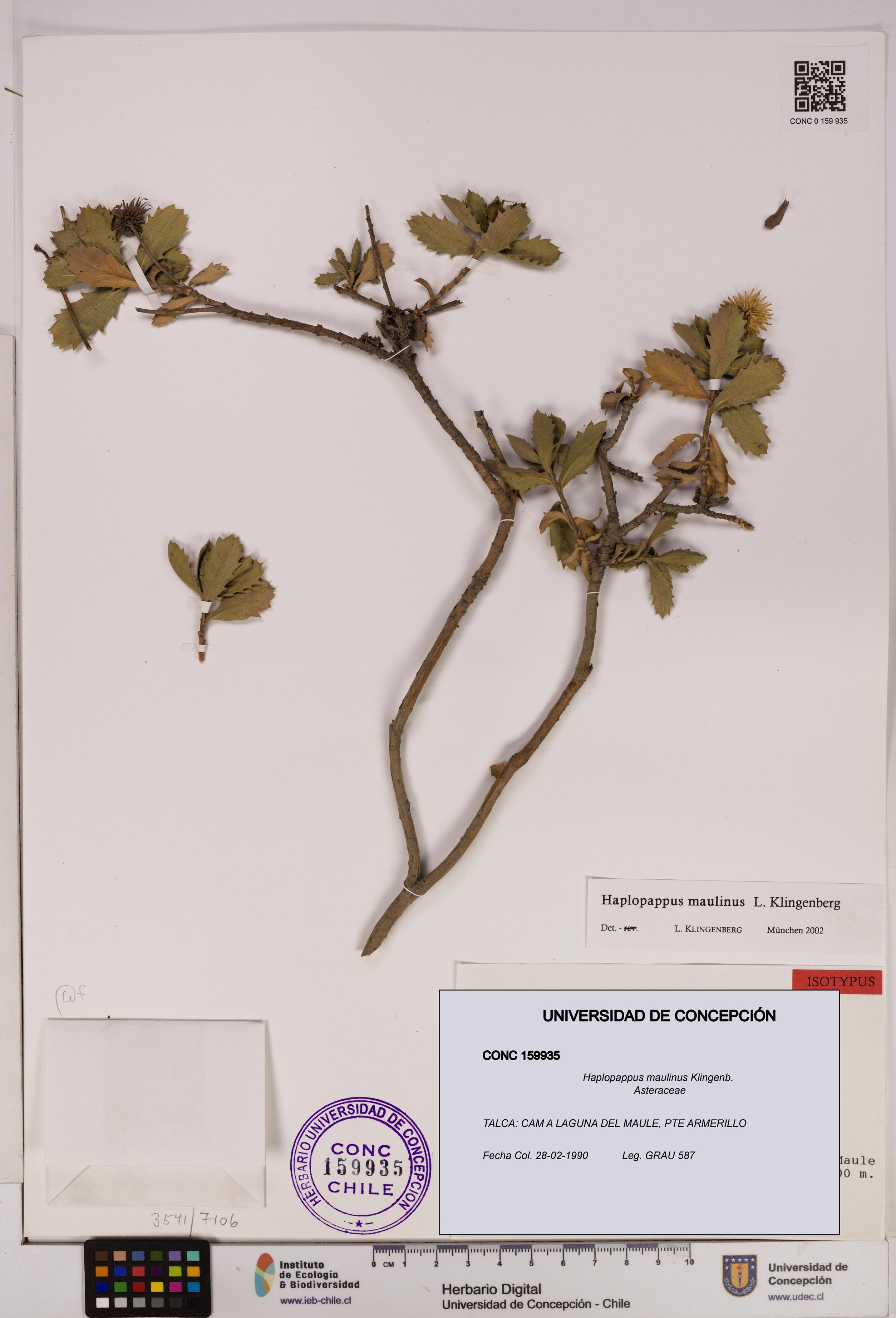 Haplopappus maulinus [Espécimen: UDEC:CONC:0159935]