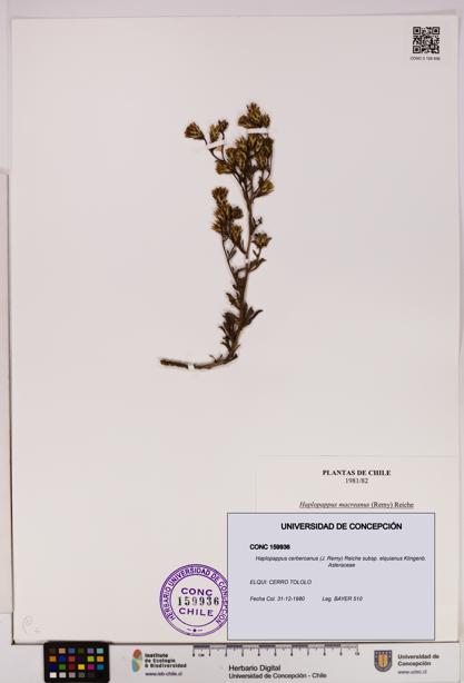 Haplopappus cerberoanus subsp. elquianus [Espécimen: UDEC:CONC:0159936]