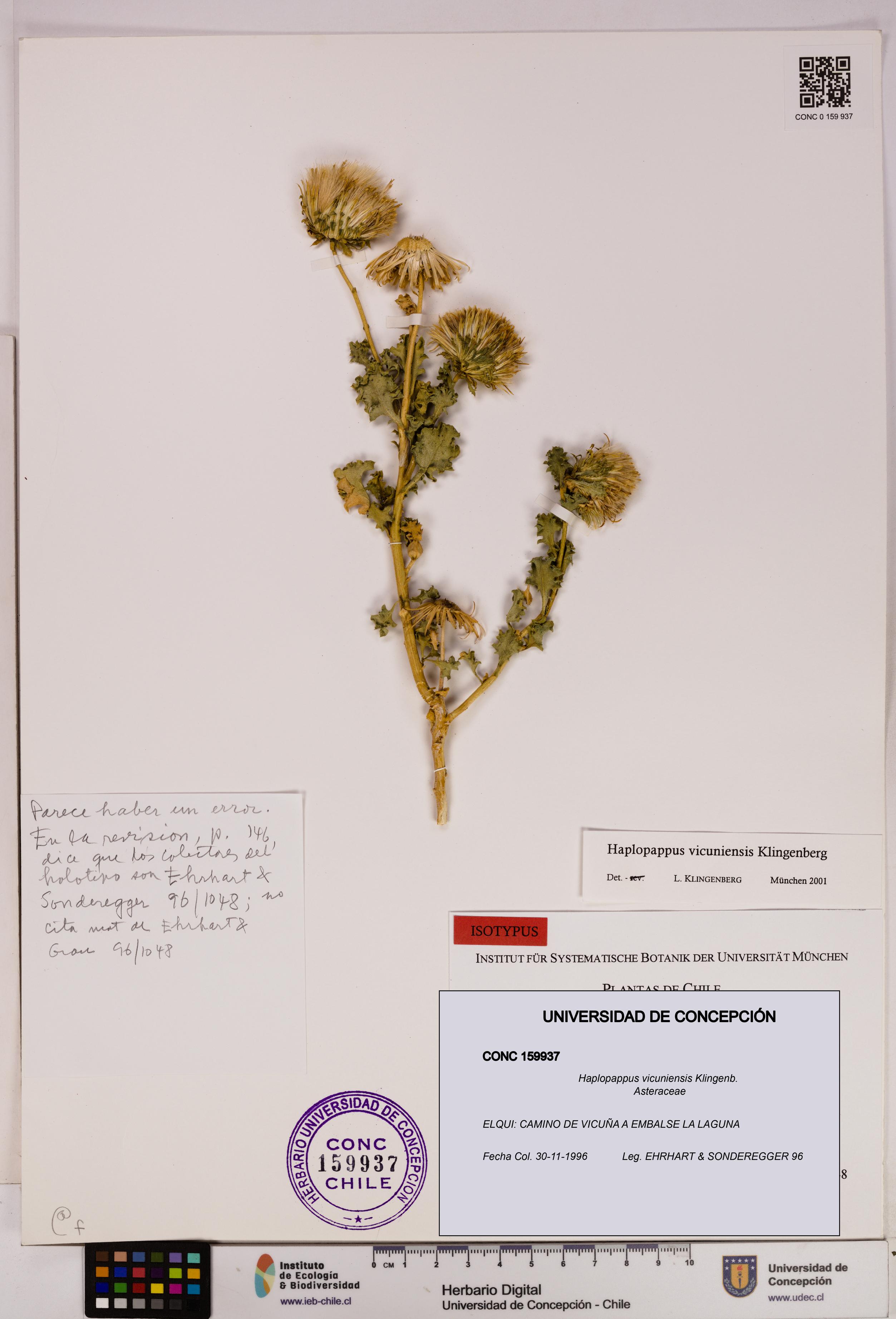 Haplopappus vicuniensis [Espécimen: UDEC:CONC:0159937]