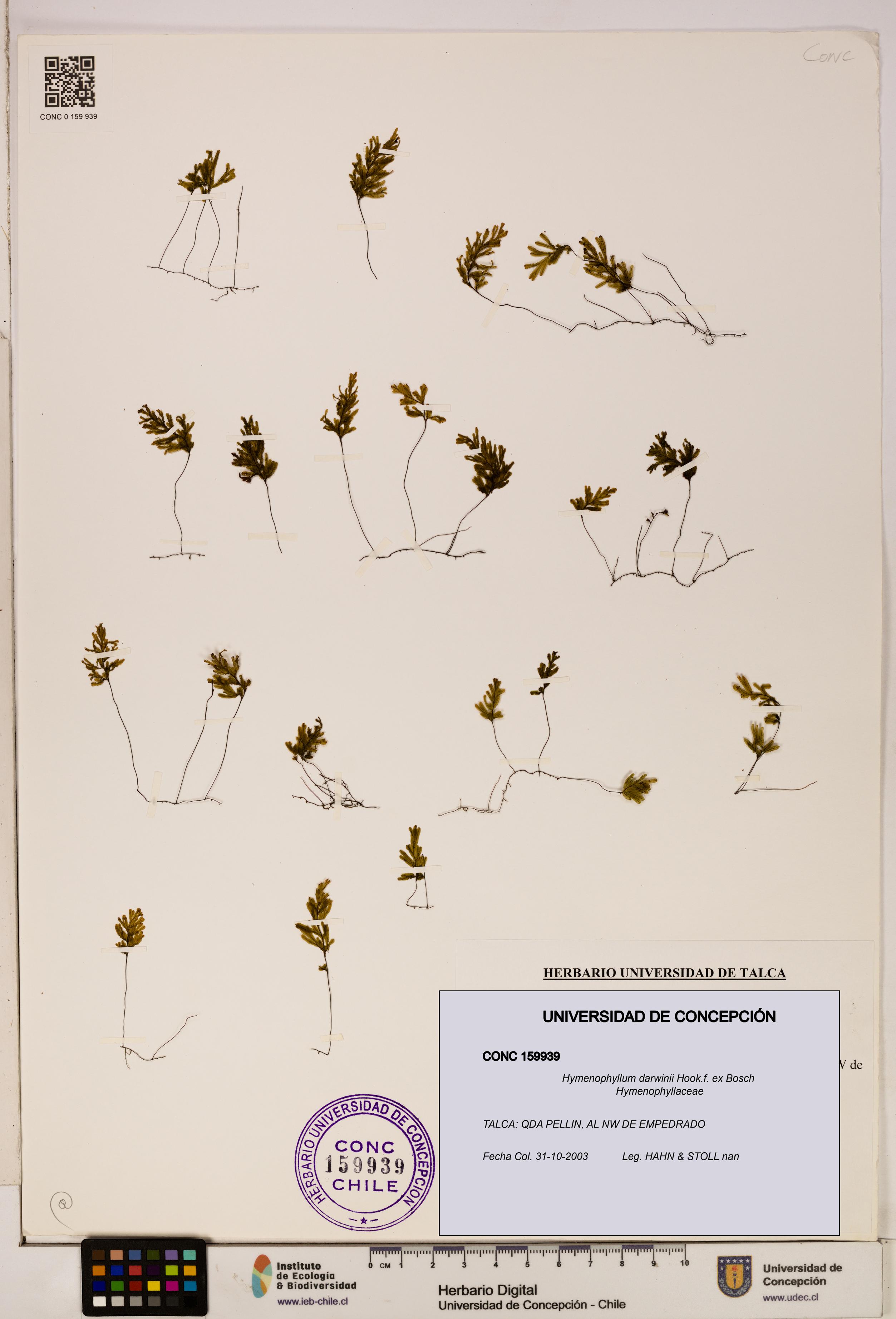 Hymenophyllum darwinii [Espécimen: UDEC:CONC:0159939]