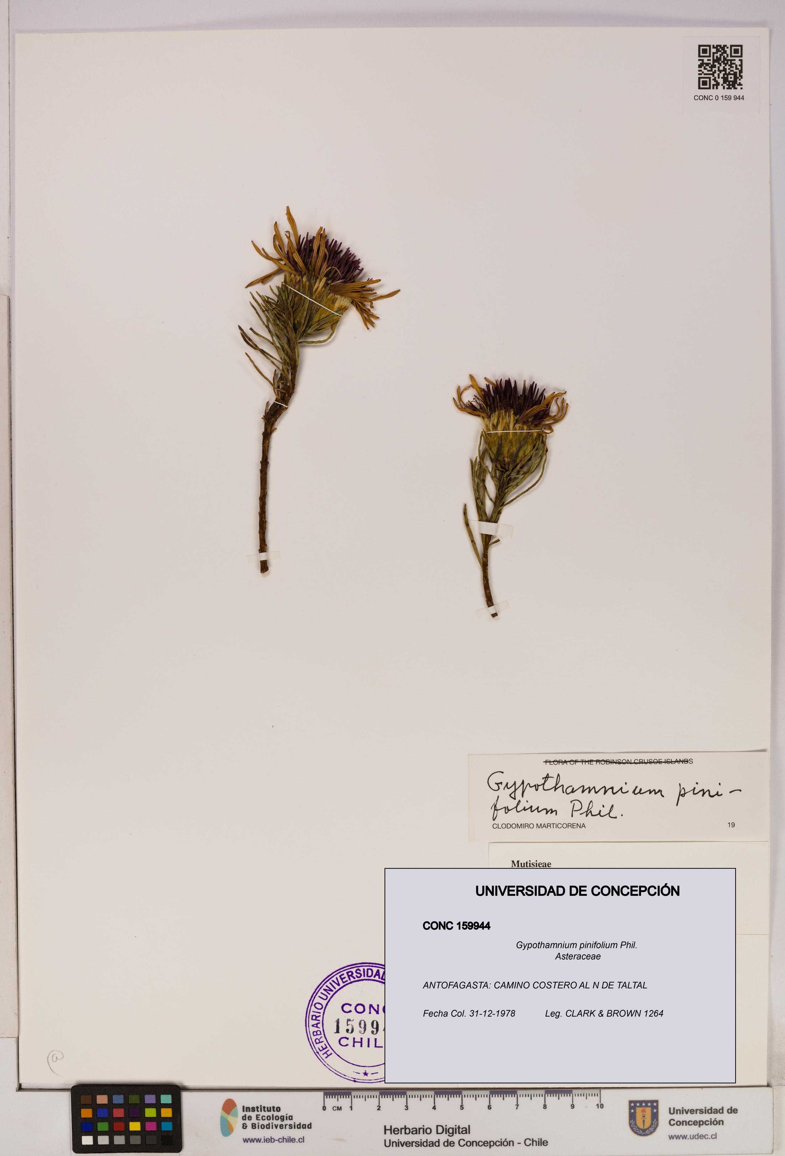 Gypothamnium pinifolium [Espécimen: UDEC:CONC:0159944]
