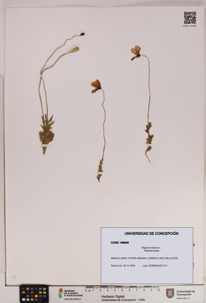 Papaver dubium [Espécimen: UDEC:CONC:0159949]