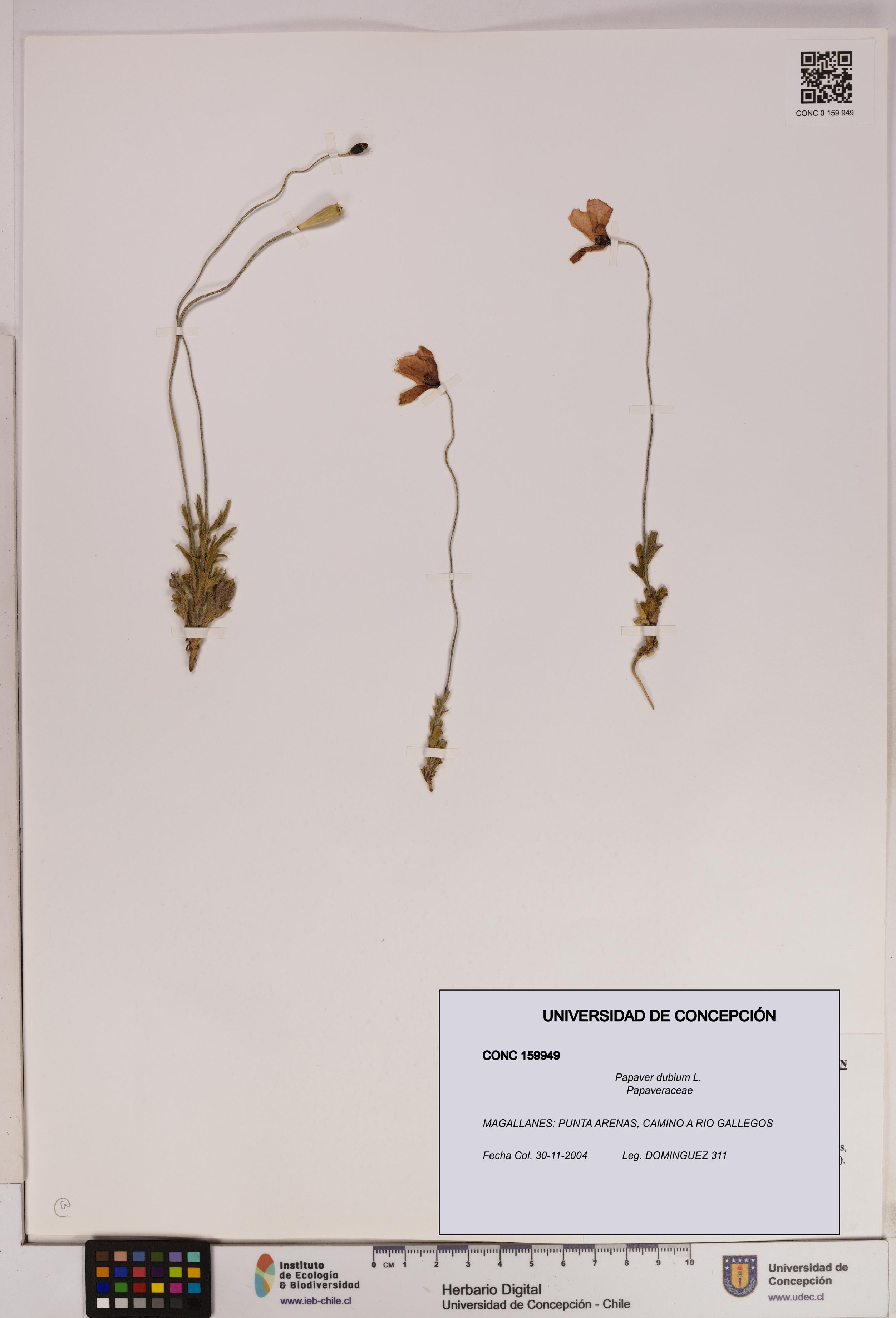Papaver dubium [Espécimen: UDEC:CONC:0159949]