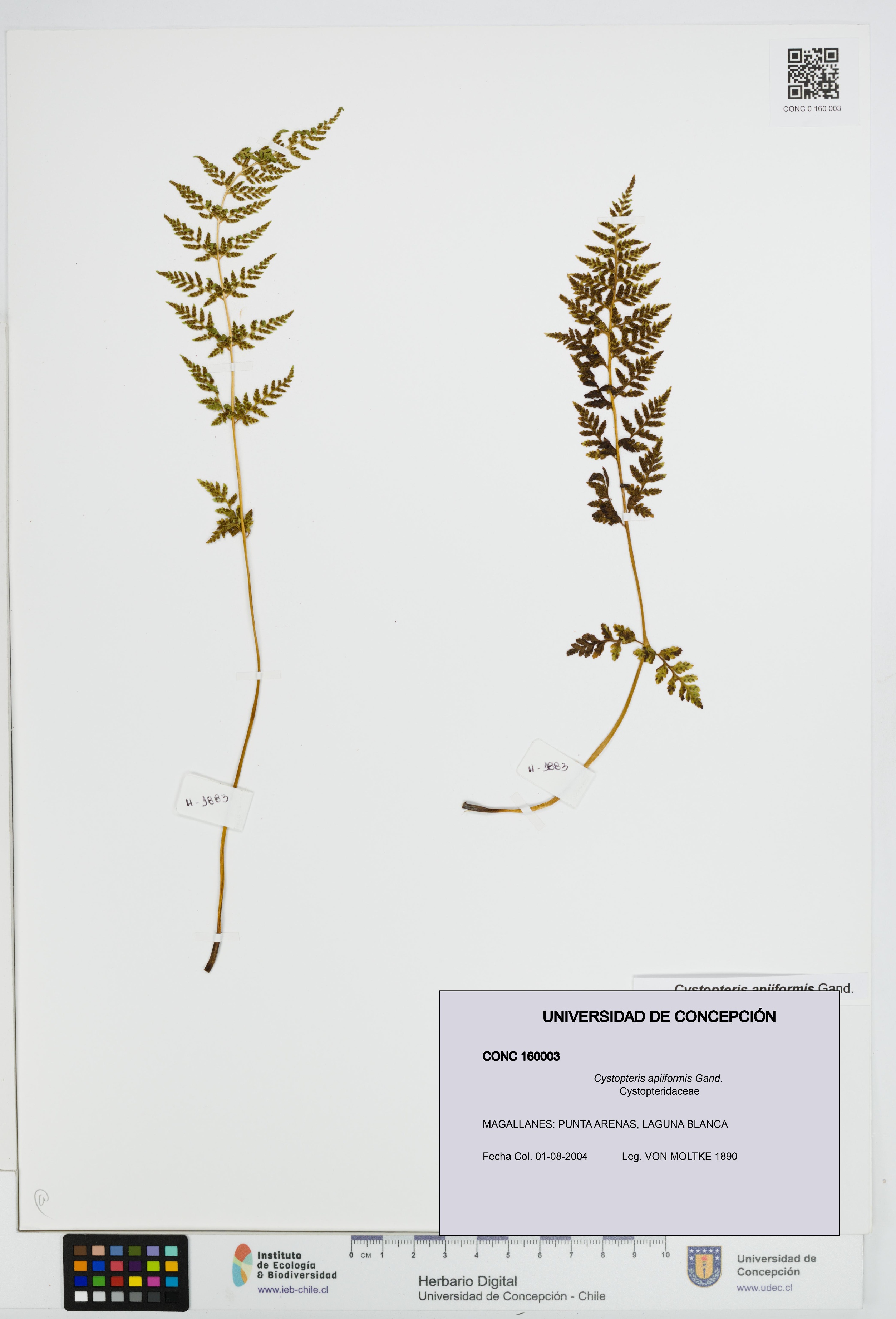 Cystopteris apiiformis [Espécimen: UDEC:CONC:0160003]